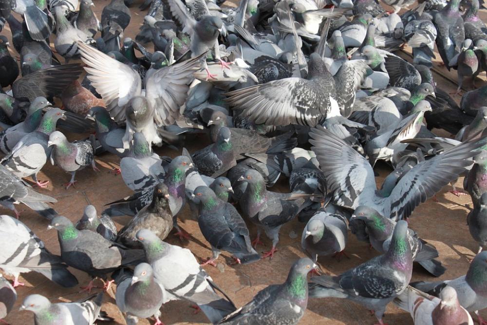 Close-Up Flock Flying Pigeons Square Town Birds Close-Up Flock Flying Pigeons Square Town Birds