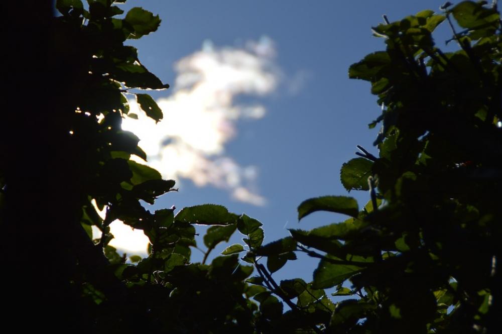 Cloud Light Backlighting Leaves Light Beam Cloud Light Backlighting Leaves Light Beam