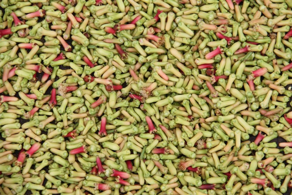 Clove Herbs Background Clove Herbs Background