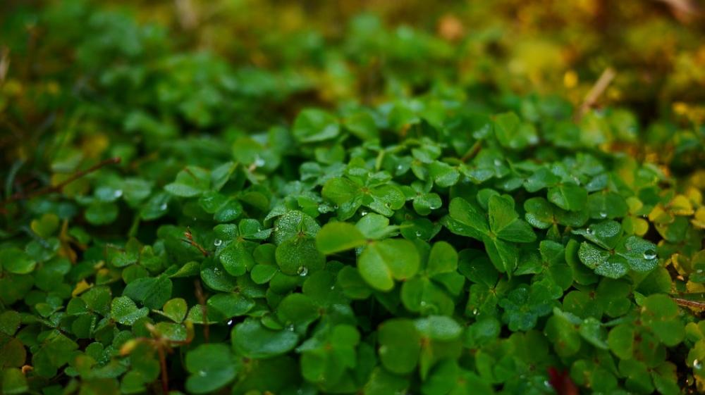 Clover Macro Grass Clover Macro Grass