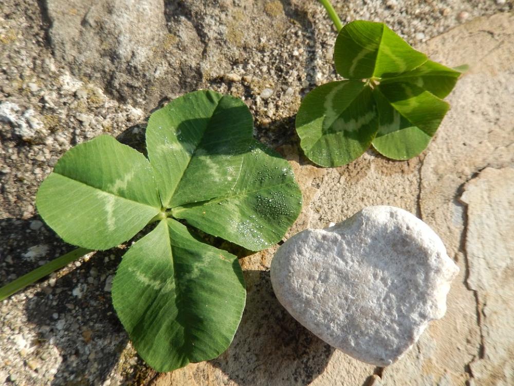 Clover Heart Nature Clover Heart Nature