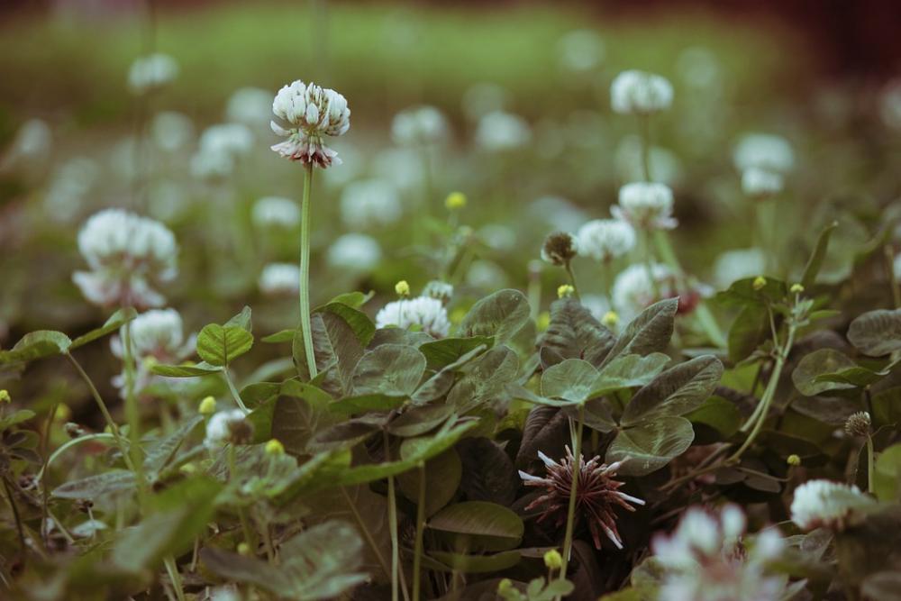 Clover Flower Wild Wild Flower Nature Clover Flower Wild Wild Flower Nature