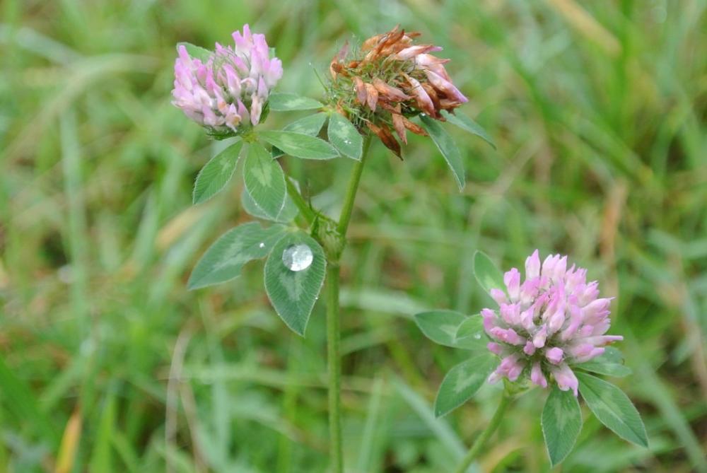 Clover Flower Klee Grass Flower Meadow Green Clover Flower Klee Grass Flower Meadow Green