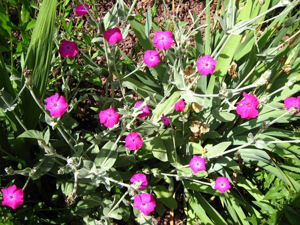 Cloves Plant Flowers Cloves Plant Flowers