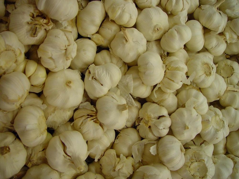 Cloves Endless Garlic Vegetables Plants Flora Cloves Endless Garlic Vegetables Plants Flora