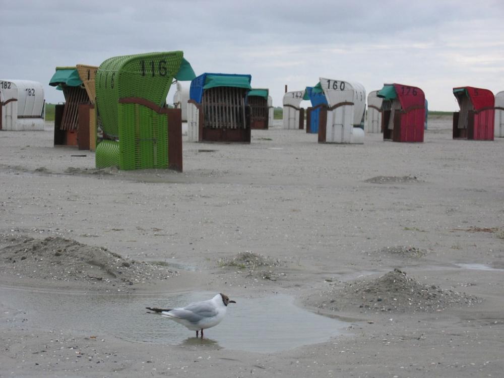Clubs Beach Sand Bad Weather Seagull Rainy Day Clubs Beach Sand Bad Weather Seagull Rainy Day