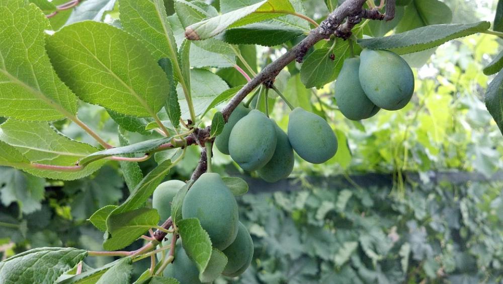 Cluster Prunes Fruit Green Food Harvest Cluster Prunes Fruit Green Food Harvest
