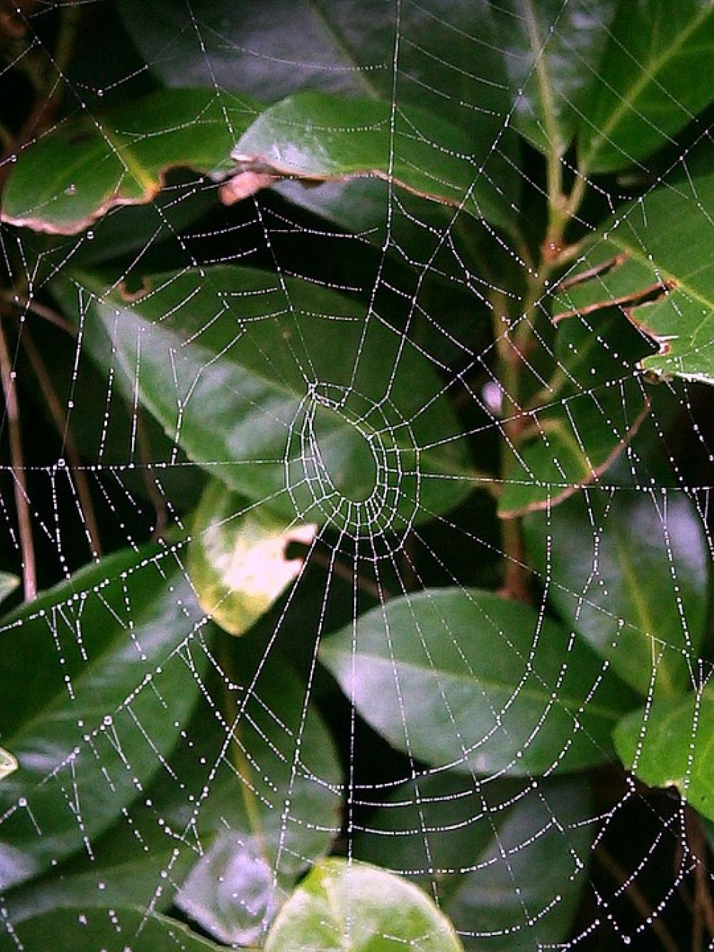 Cobweb Web Networking Droplets Drip Water Cobweb Web Networking Droplets Drip Water