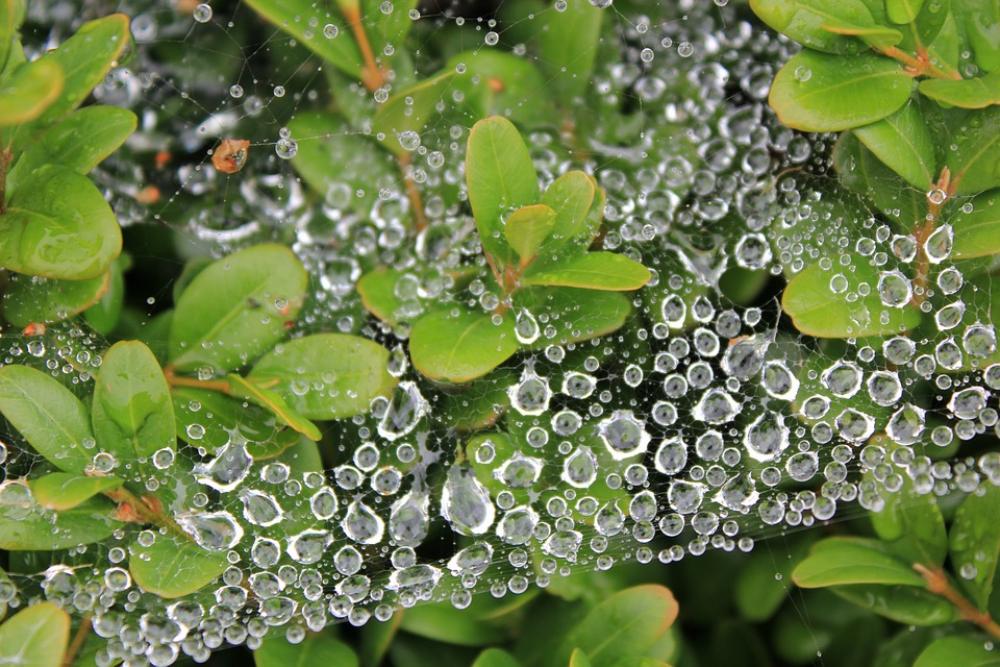 Cobweb Green Leaves Dew Dewdrop Drop Of Water Cobweb Green Leaves Dew Dewdrop Drop Of Water