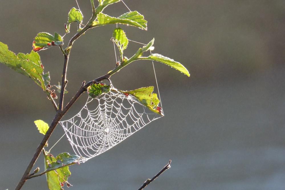 Cobweb Tender Backlighting Dew Moist Nature Cobweb Tender Backlighting Dew Moist Nature