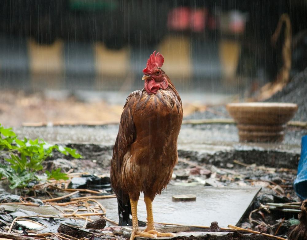 Cock Rain Bird Wet Farm Animal India Poultry Cock Rain Bird Wet Farm Animal India Poultry