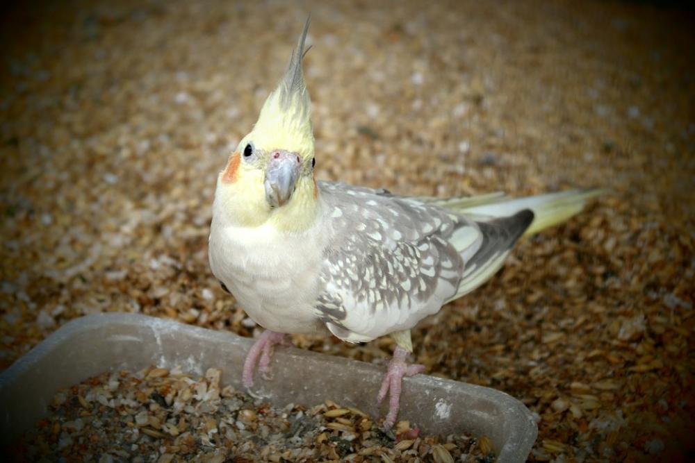 Cockatiel Parrot Feeding Cockatiel Parrot Feeding