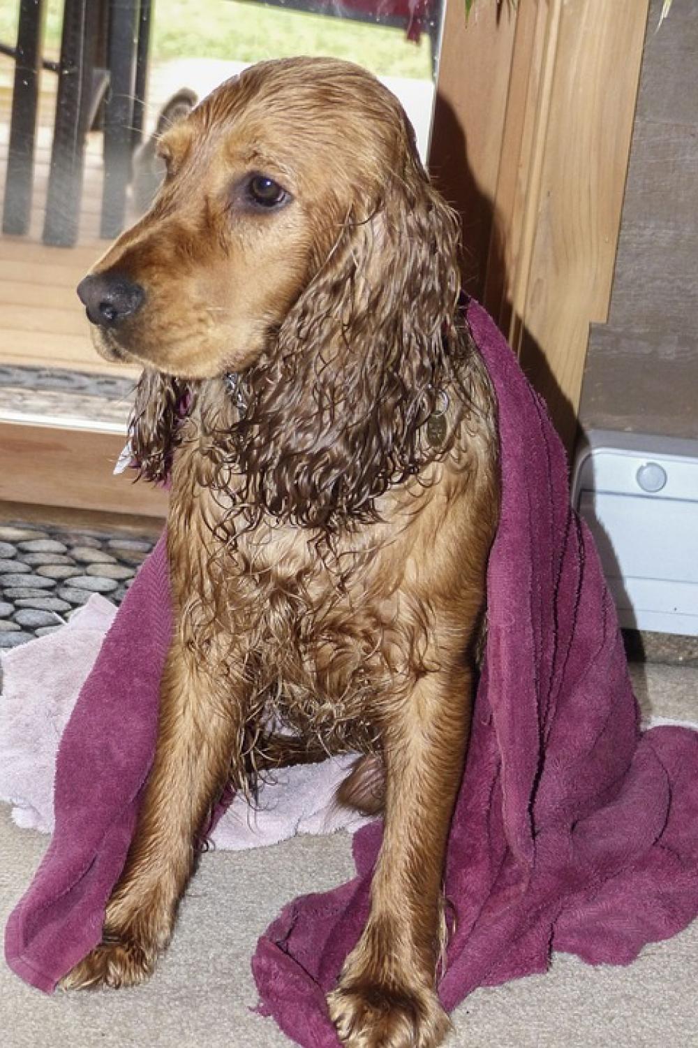 Cocker Spaniel Wet Dirty Pet Dog Sitting Animal Cocker Spaniel Wet Dirty Pet Dog Sitting Animal