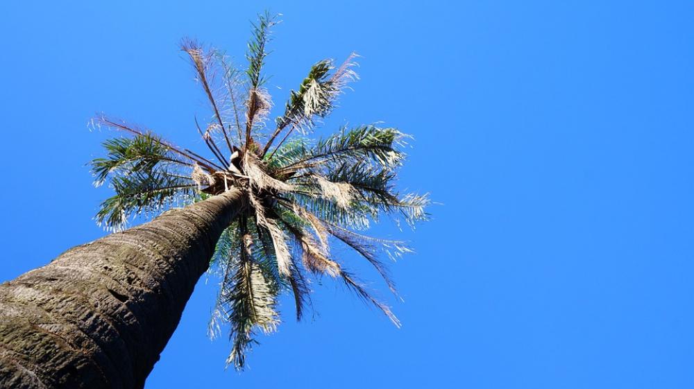 Coconut Tree Tree Sky Blue Coconut Tree Tree Sky Blue