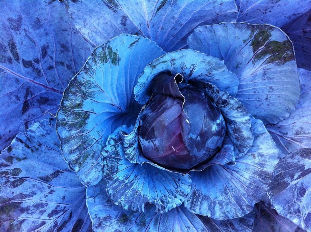 Col Lettuce Plant Nature Blue Col Lettuce Plant Nature Blue