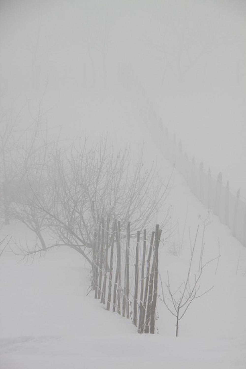 Cold Fog Mist Morning Snow Nature Winter Cold Fog Mist Morning Snow Nature Winter