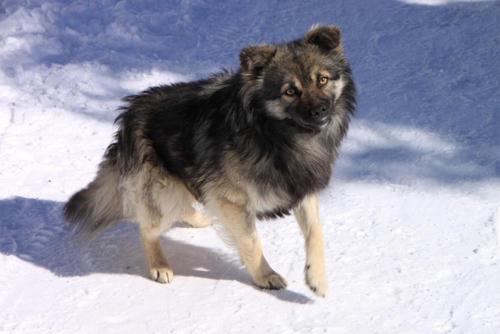 Cold Dogs Gorj Mountain Ranca Road White Animals Cold Dogs Gorj Mountain Ranca Road White Animals