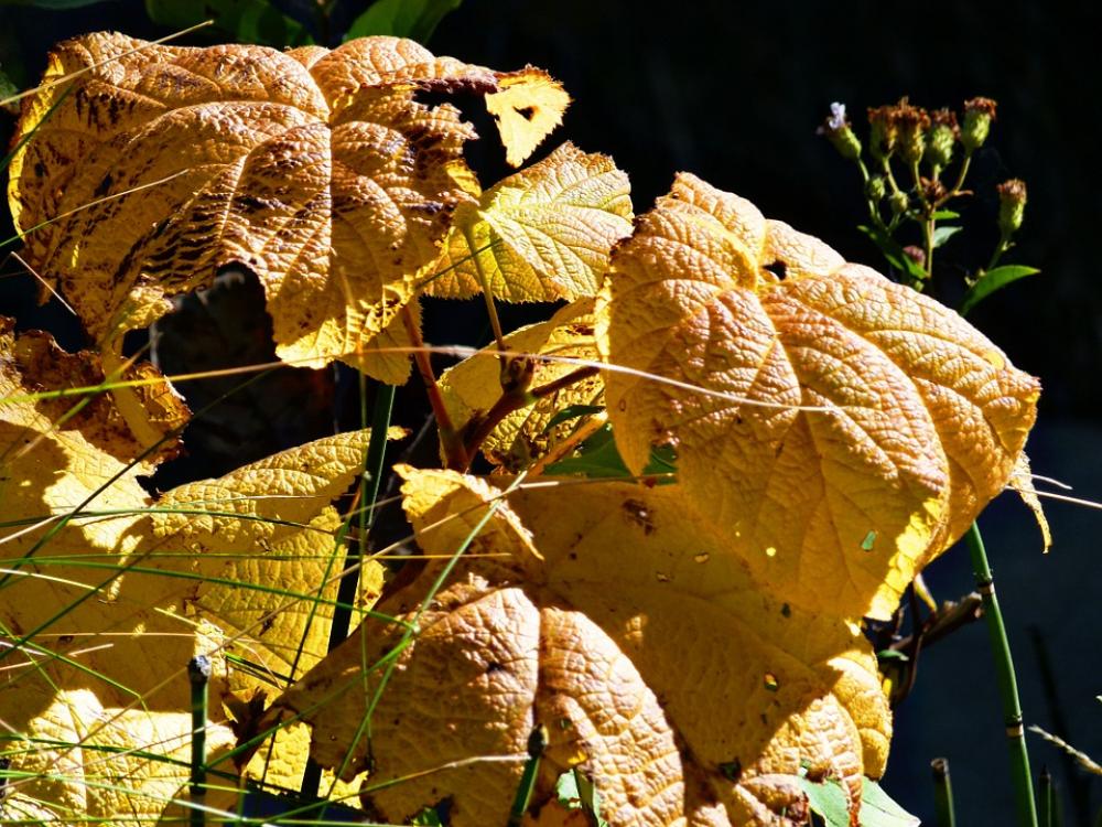 Colorful Leaves Forest Nature Plant Autumn Fall Colorful Leaves Forest Nature Plant Autumn Fall