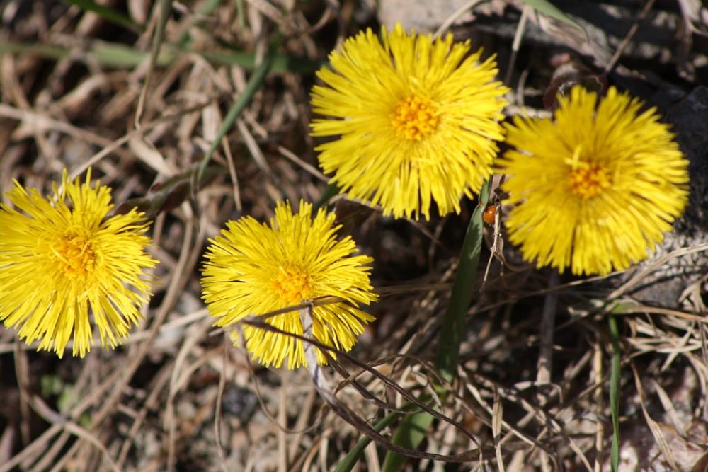 Coltsfoot Flower Spring Spring Plant Coltsfoot Flower Spring Spring Plant