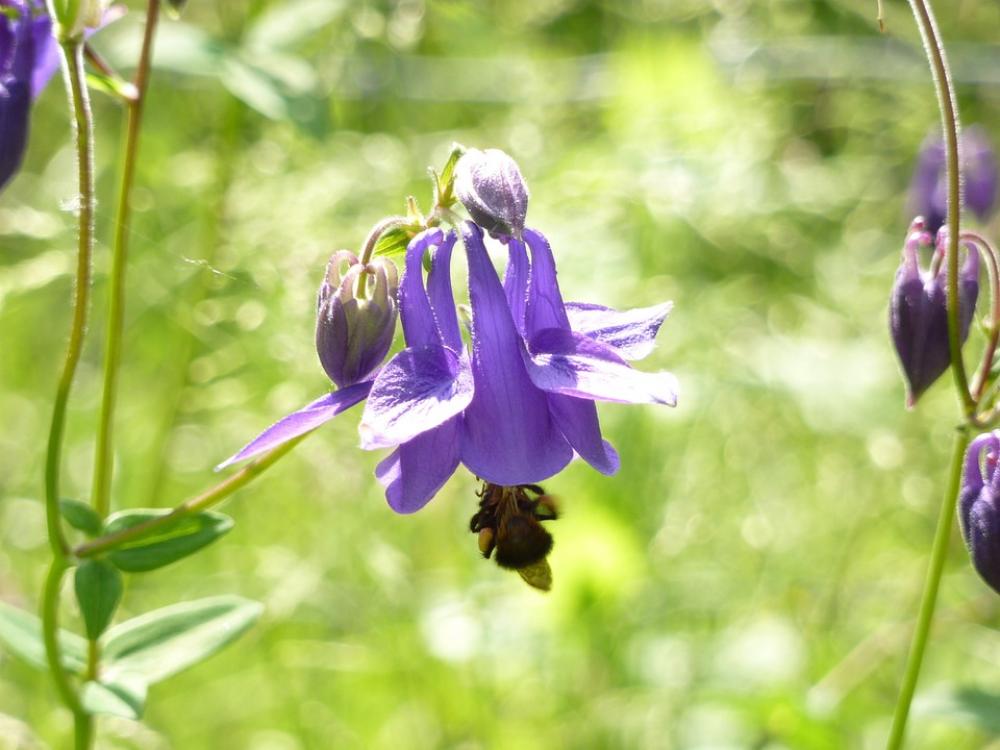 Columbine Flower Violet Bee Spring Nature Purple Columbine Flower Violet Bee Spring Nature Purple
