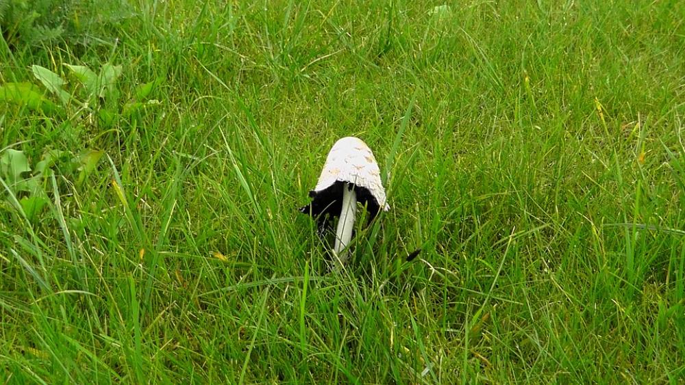 Comatus Mushroom Coprinus Sensu Lato White Nature Comatus Mushroom Coprinus Sensu Lato White Nature