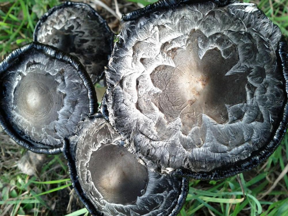 Comatus Mushroom Mushrooms Comatus Mushroom Mushrooms