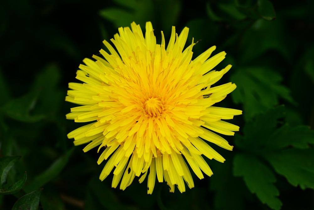 Common Dandelion Taraxacum Lion'S Tooth Yellow Common Dandelion Taraxacum Lion'S Tooth Yellow