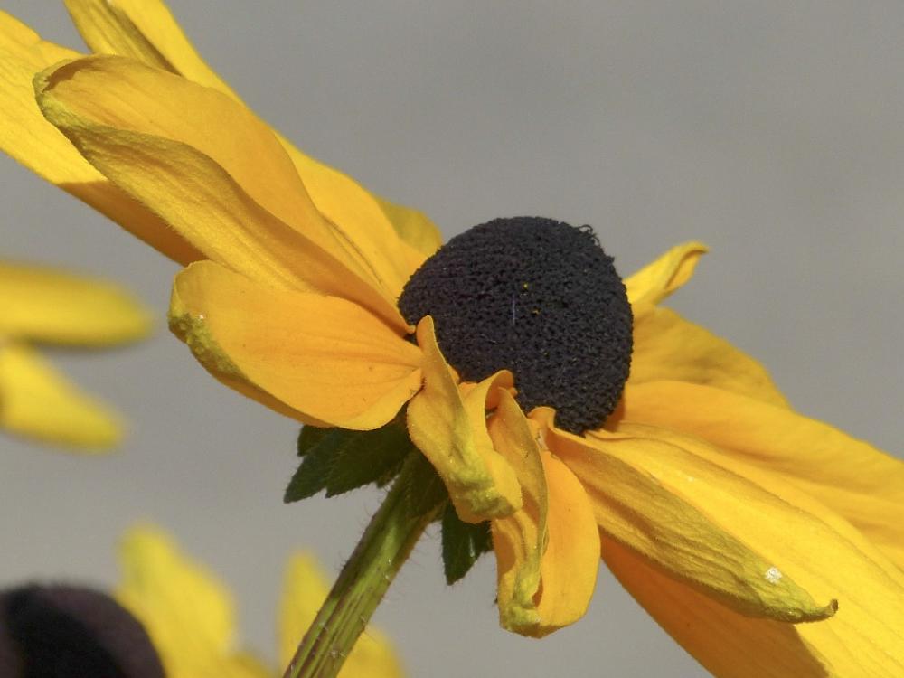 Cone Flower Sunflower Plant Nature Yellow Macro Cone Flower Sunflower Plant Nature Yellow Macro