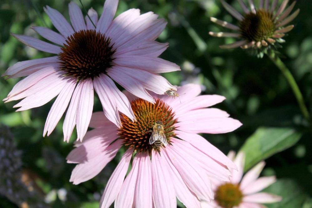 Coneflower Insect Summer Blossom Bloom Garden Coneflower Insect Summer Blossom Bloom Garden