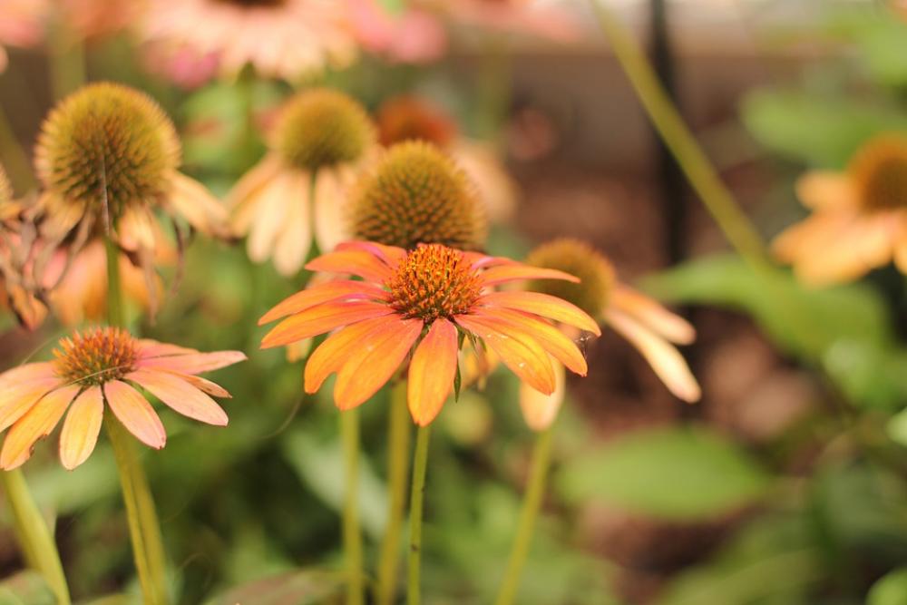 Coneflower Echinacea Flower Orange Red Green Coneflower Echinacea Flower Orange Red Green
