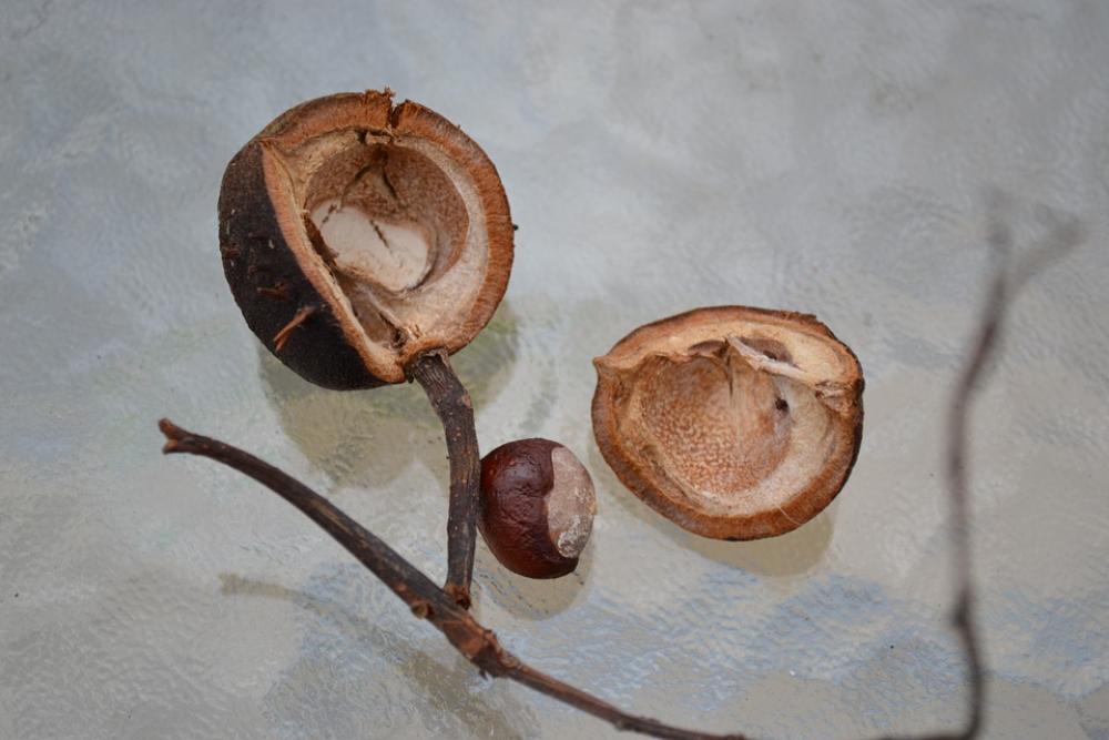 Conker Horse Chestnut Chestnut Seed Husk Close-Up Conker Horse Chestnut Chestnut Seed Husk Close-Up