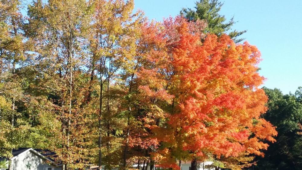 Contrast Tree Fall Orange Green Beautiful Leaf Contrast Tree Fall Orange Green Beautiful Leaf