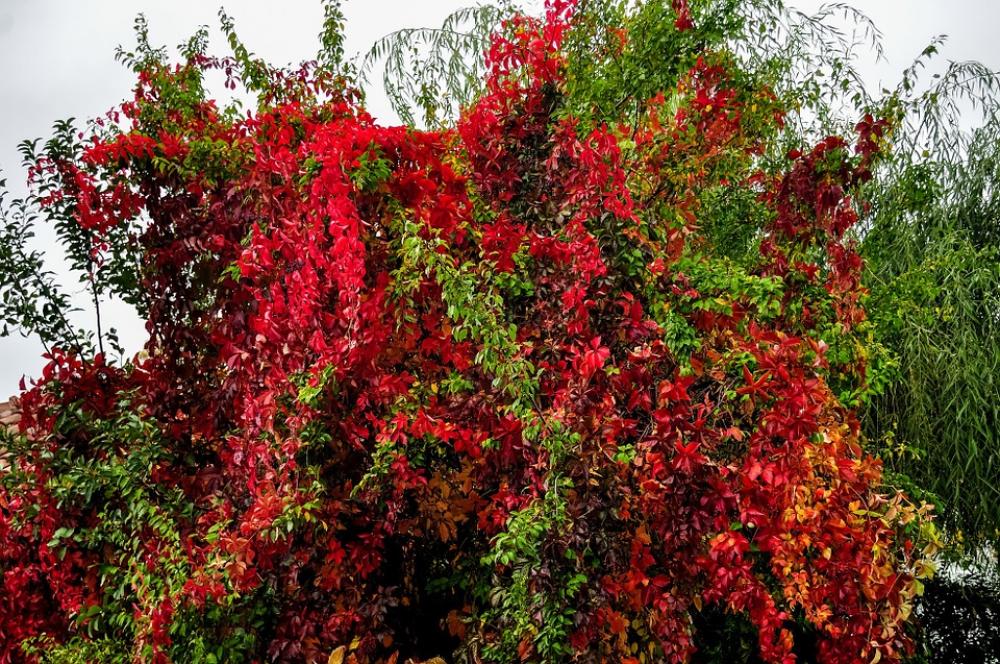 Convolvulus Bush Colorful Tree Nature Green Plant Convolvulus Bush Colorful Tree Nature Green Plant