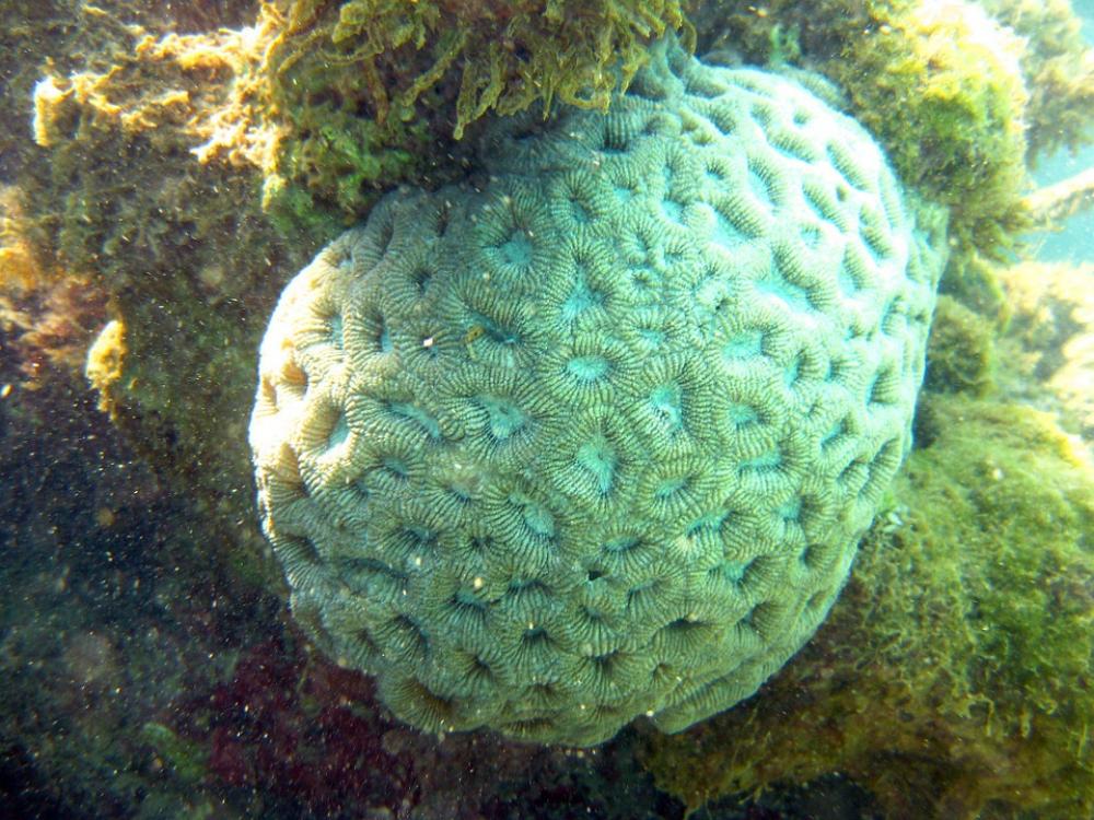 Coral Mar Bahia Ocean Brazil Coral Mar Bahia Ocean Brazil