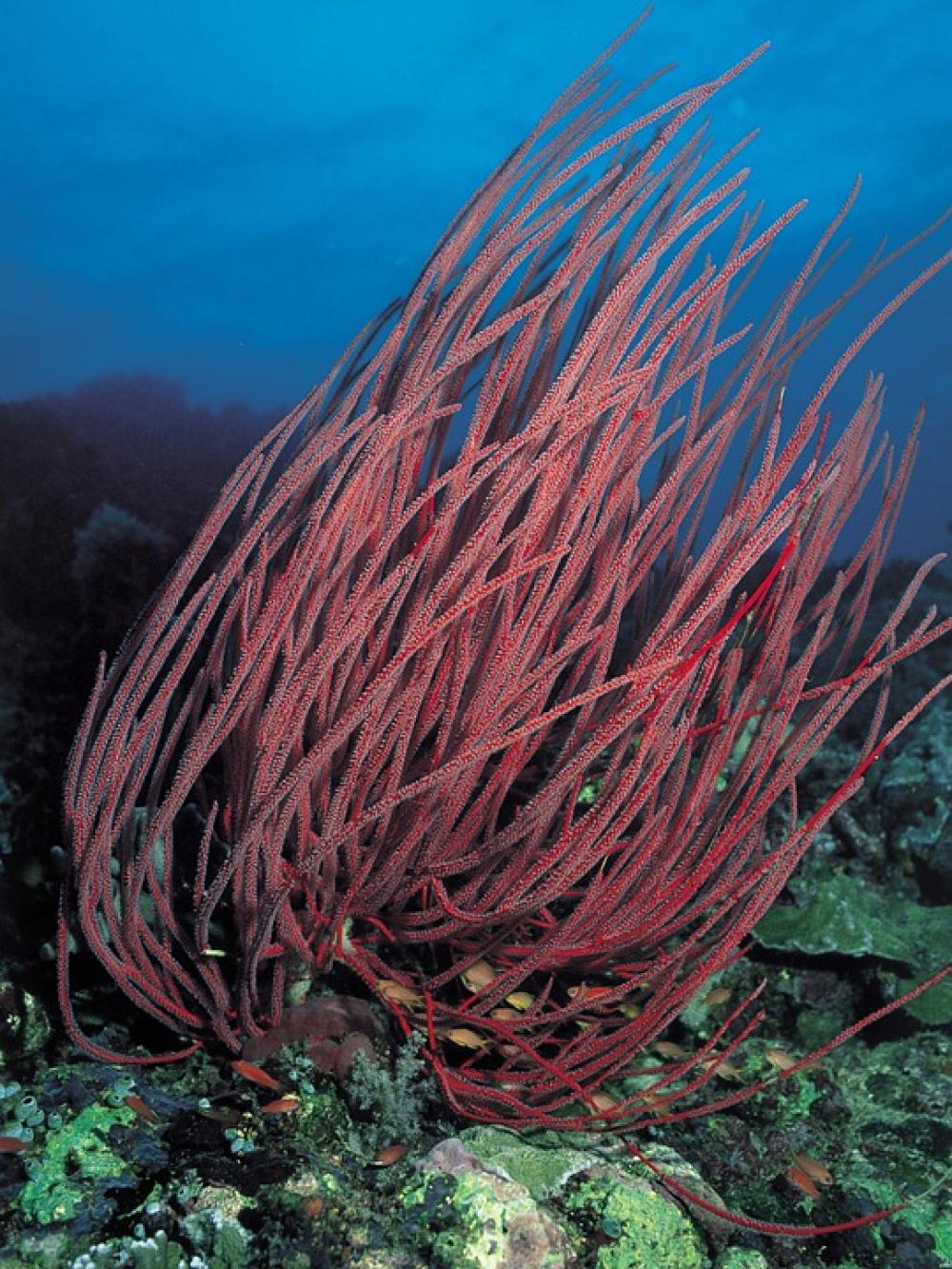 Coral Underwater Diving Scuba Red Coral Underwater Diving Scuba Red