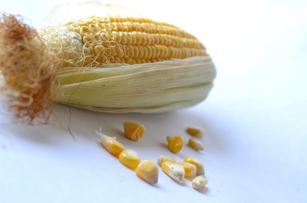 Corn Maize Vegetables Grain Organic Harvest Corn Maize Vegetables Grain Organic Harvest
