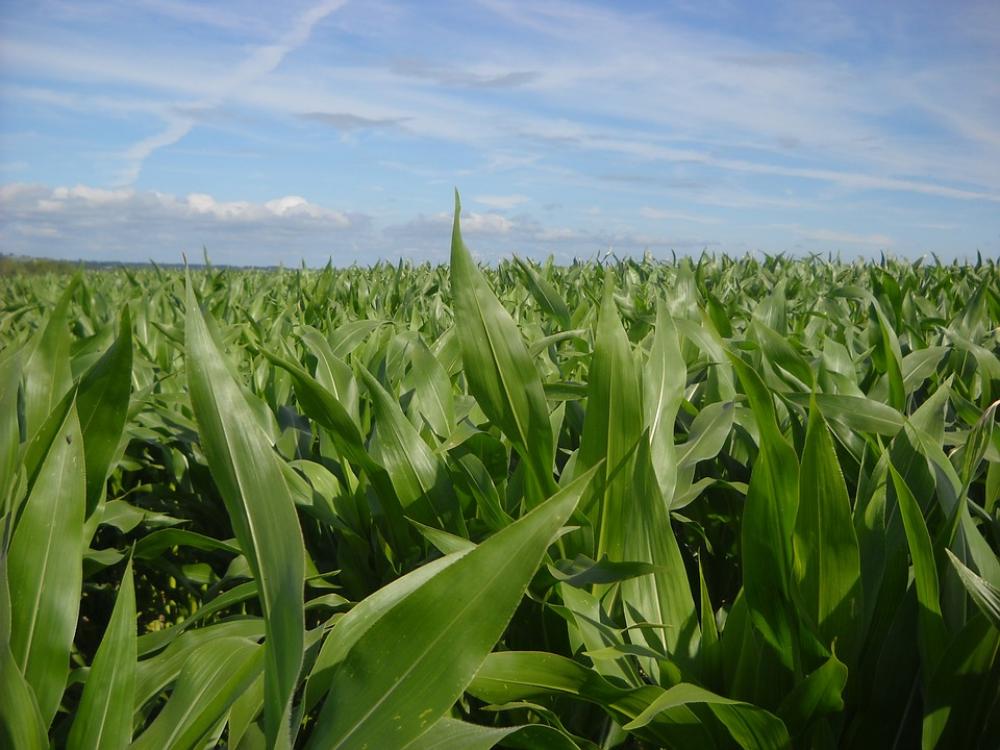 Corn Fields Agriculture Corn Fields Agriculture