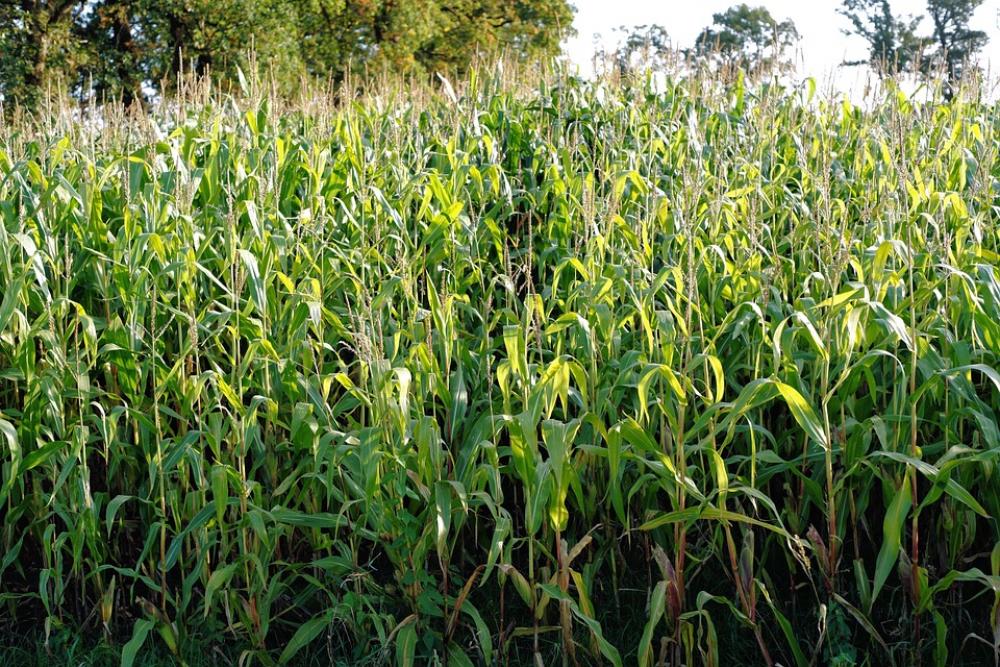 Cornfield Corn Field Cultivation Agriculture Cornfield Corn Field Cultivation Agriculture