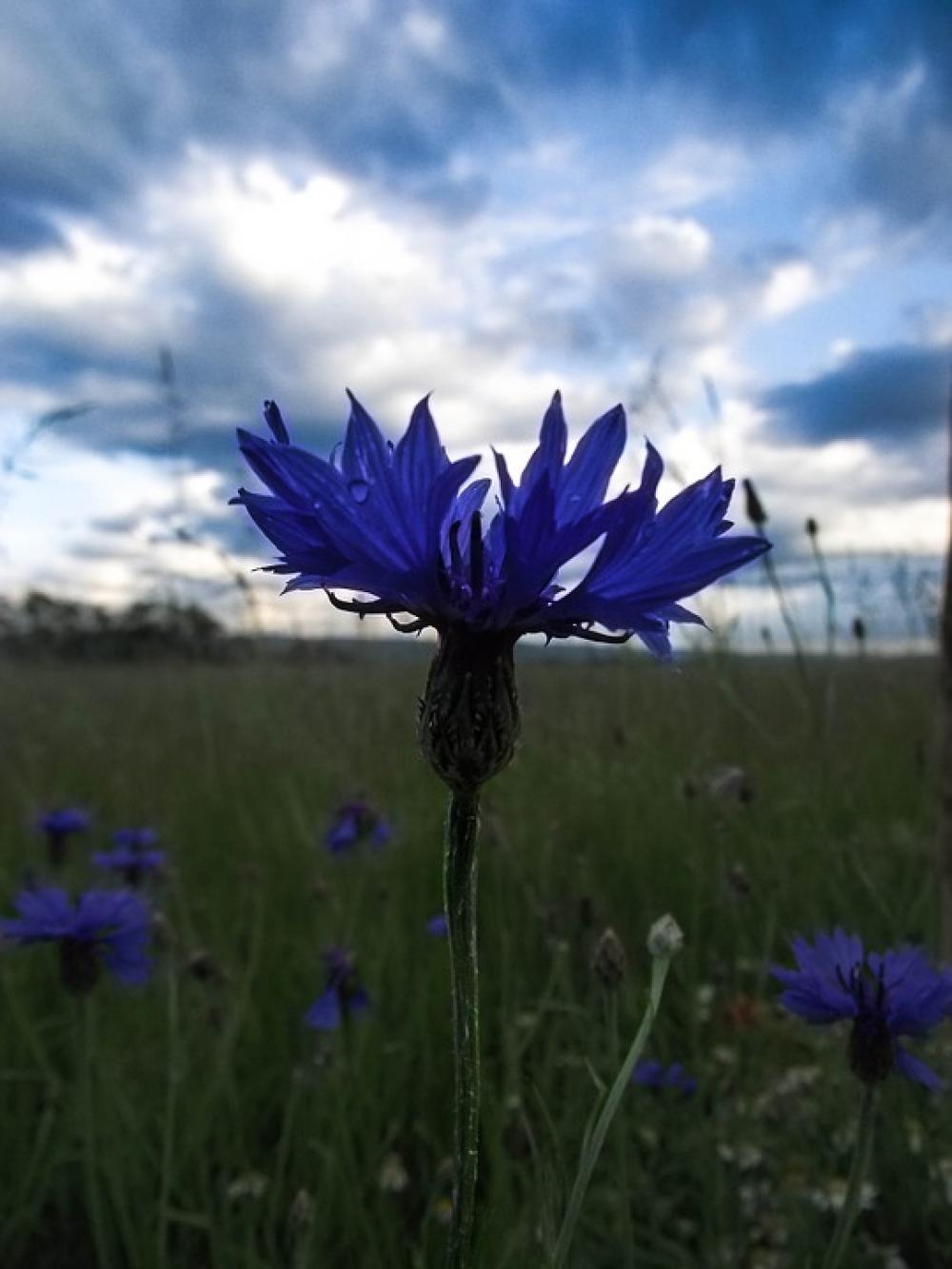 Cornflower Blue Nature Landscape Close Up Flower Cornflower Blue Nature Landscape Close Up Flower