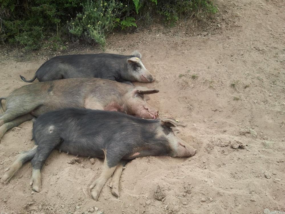 Corsica Be Lazy Pigs Animals Nature Dirty Animal Corsica Be Lazy Pigs Animals Nature Dirty Animal
