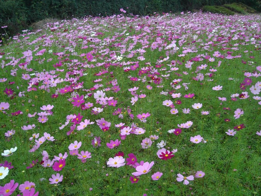 Cosmos Flock Field Cosmos Flock Field