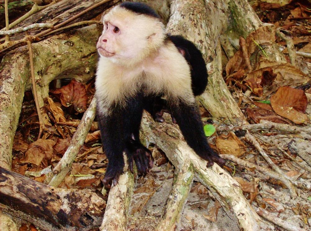 Costa Rica Jungle Monkey Wildlife Animal Creature Costa Rica Jungle Monkey Wildlife Animal Creature