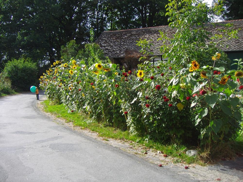Cottage Garden Gigantic Little Kid Cottage Garden Gigantic Little Kid