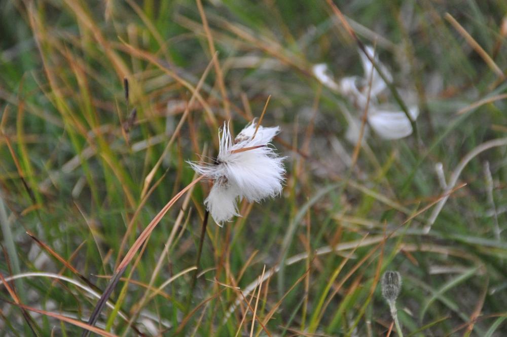 Cottongrass Iceland Scheuchzers Cottongrass Grass Cottongrass Iceland Scheuchzers Cottongrass Grass