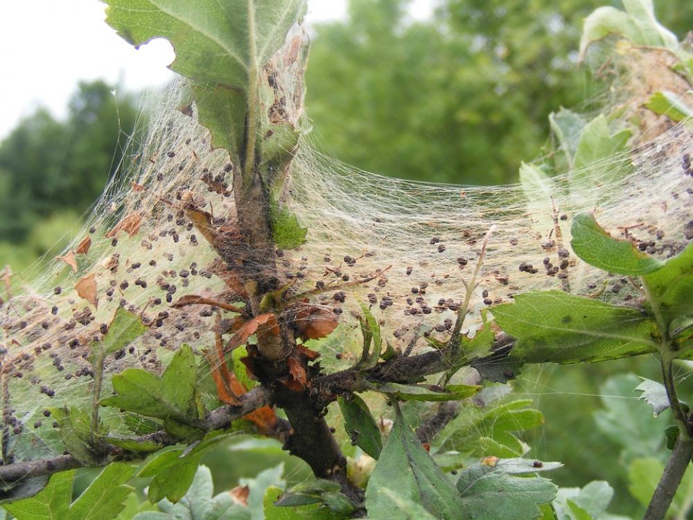 Covered Fabric Shrub Spider Swirls Web Nature Covered Fabric Shrub Spider Swirls Web Nature