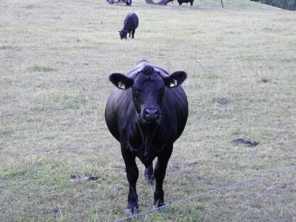 Cow Cows Animals Milk Cow Beef Farm Angus Chew Cow Cows Animals Milk Cow Beef Farm Angus Chew