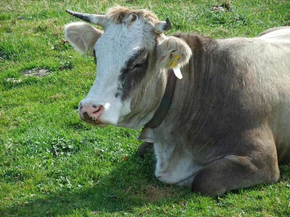 Cow Cattle Alm Domestic Cattle Bavaria Break Cow Cattle Alm Domestic Cattle Bavaria Break
