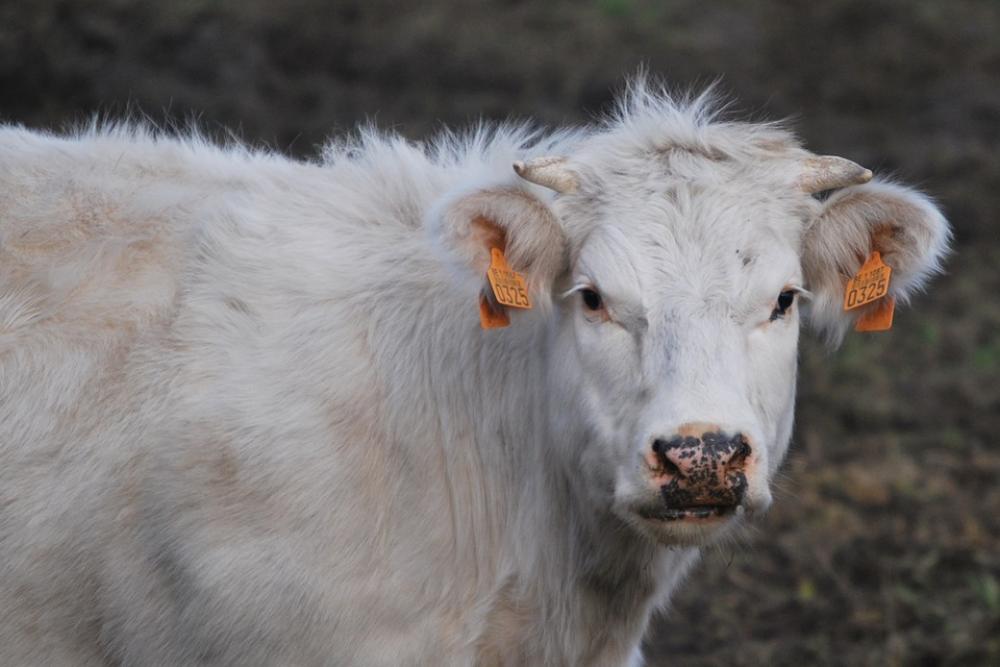 Cow Animals Nature Animal Cow Animals Nature Animal