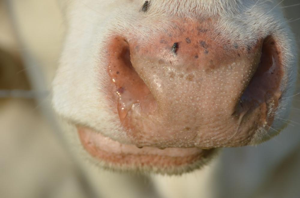 Cow Animals Cattle Cows White Spotted Mammal Cow Animals Cattle Cows White Spotted Mammal