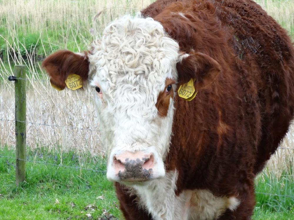 Cow Nature Pasture Farm Animal Cow Nature Pasture Farm Animal